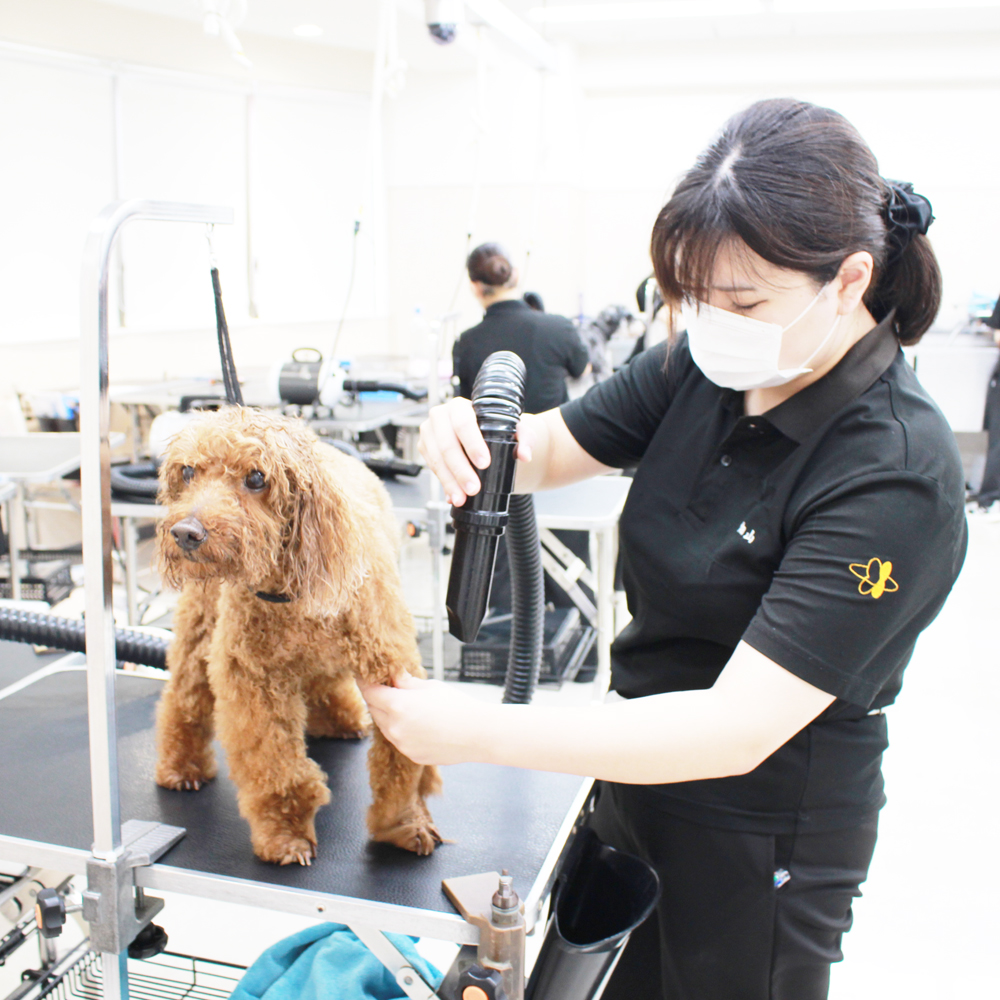 ２年生、お客様犬のトリミング☆